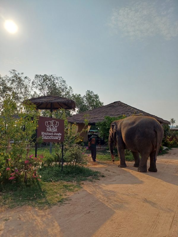 엘리펀트 생츄어리 파타야(Elephant Jungle Sanctuary)